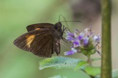 Koruthaialos rubecula