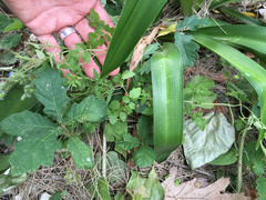 Eccremocarpus scaber