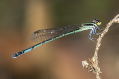 Agriocnemis clauseni