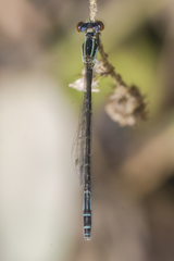 Agriocnemis clauseni