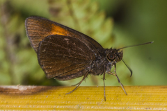 Koruthaialos rubecula