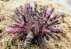 Goniocidaris impressa