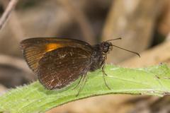 Koruthaialos rubecula