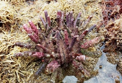 Goniocidaris impressa