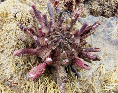 Goniocidaris impressa