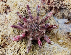 Goniocidaris impressa