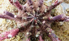 Goniocidaris impressa