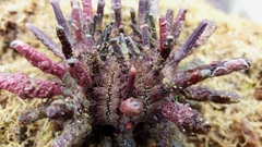 Goniocidaris impressa