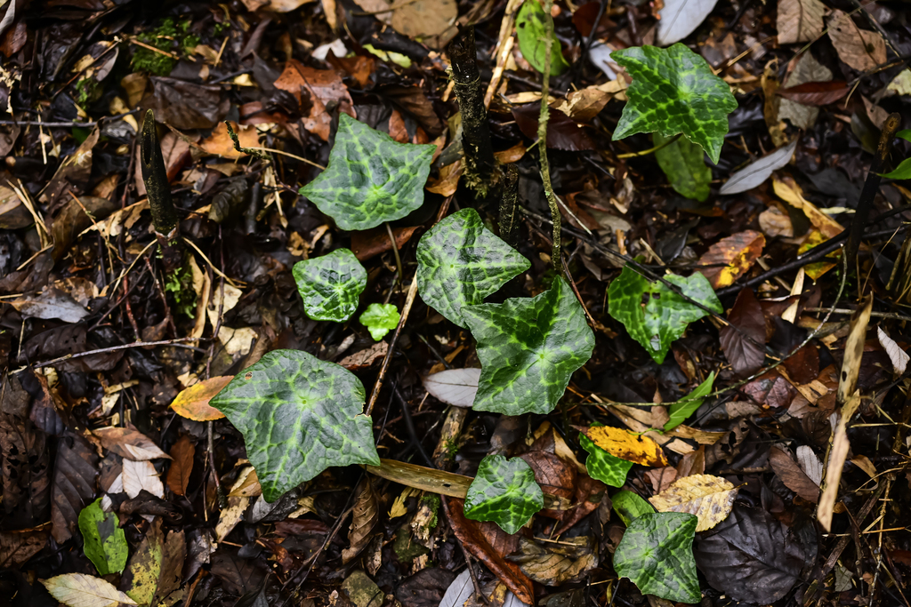 Asteropyrum cavaleriei (Asteropyrum cavaleriei)