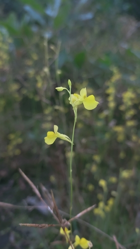 Utricularia odorata