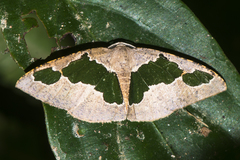 Celenna festivaria