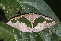 Celenna festivaria
