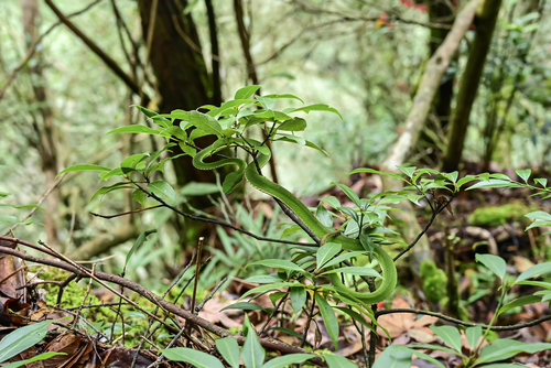 Chinese Green Tree Viper