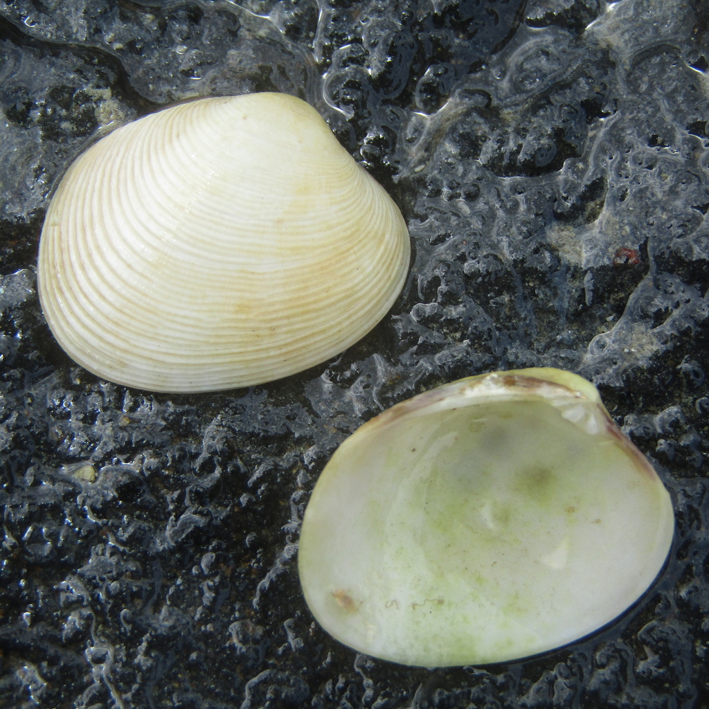 Carpet-shells