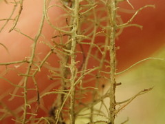 Usnea angulata