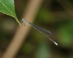 Neosticta canescens