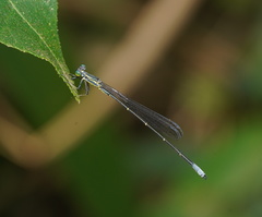 Neosticta canescens