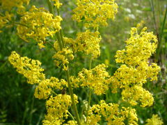 Galium verum