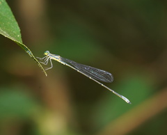 Neosticta canescens