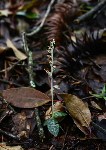 Schlechtendal's Goodyera