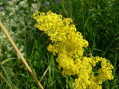 Galium verum