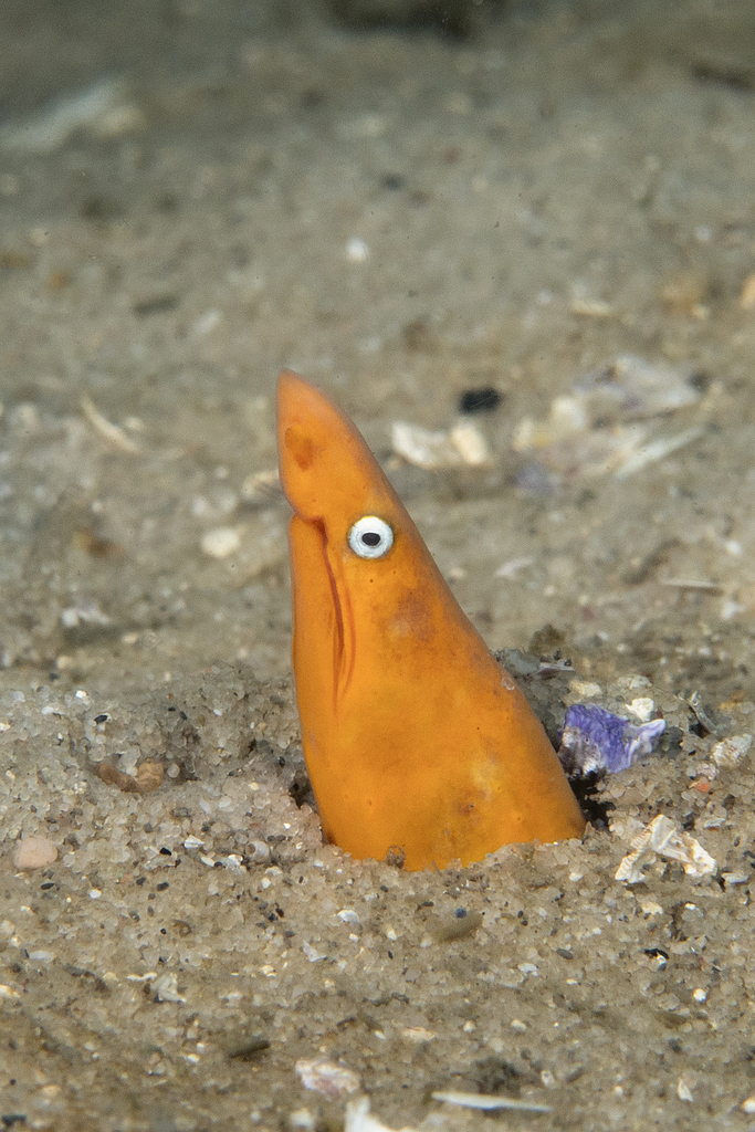 Orange Snake Eel