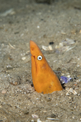 Orange Snake Eel photo 1