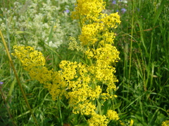 Galium verum