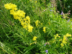 Galium verum
