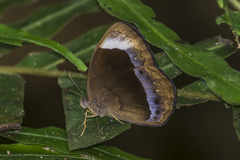 Mycalesis anaxias