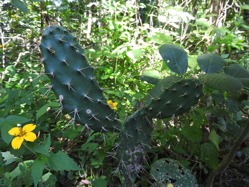Opuntia inaperta, photograph 3