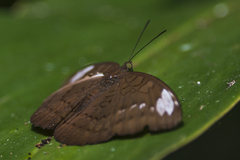 Tanaecia julii
