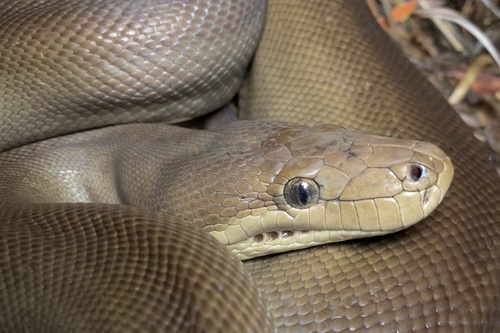 Olive Python sighting