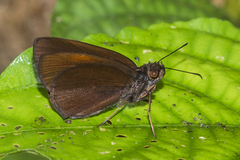 Koruthaialos rubecula