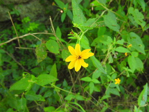Hairy Wedelia (Wedelia acapulcensis)