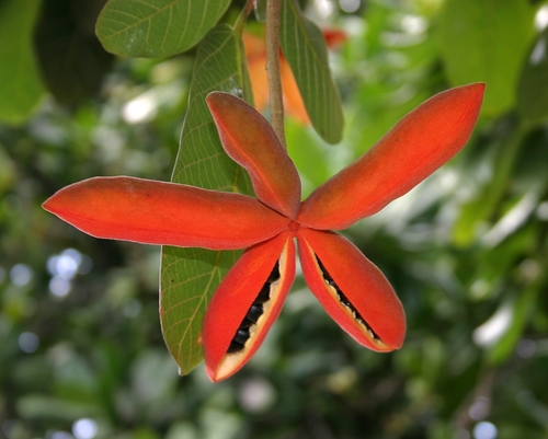 Sterculia conwentzii K.Schum. 2