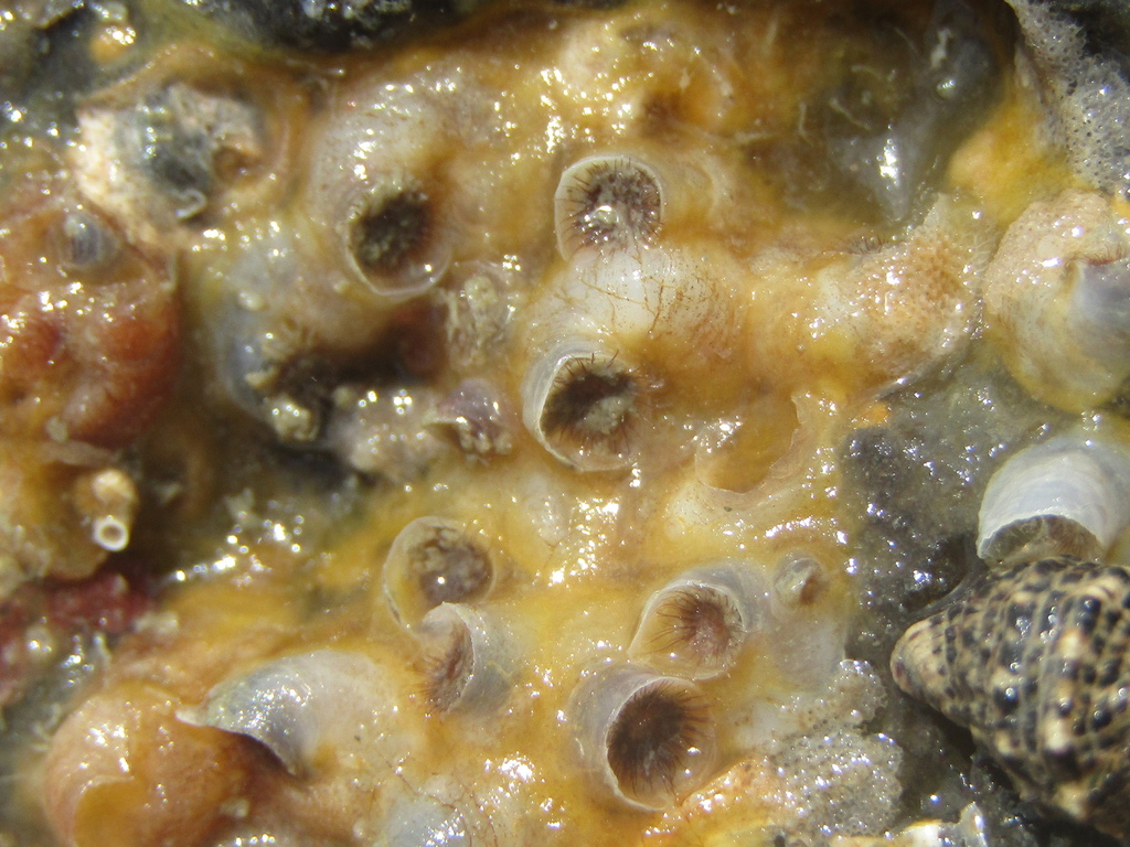 Stephopoma roseum