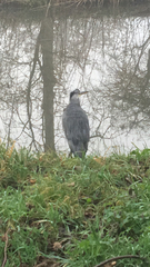 Ardea cinerea