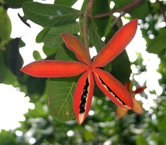 Sterculia shillinglawii