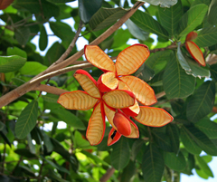 Sterculia shillinglawii