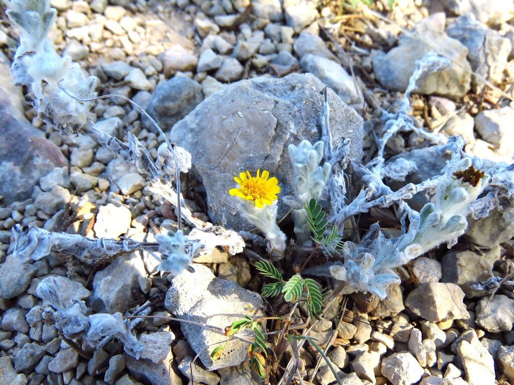 Thymophylla micropoides; photograph (c) Annika Lindqvist, some rights reserved (CC BY)