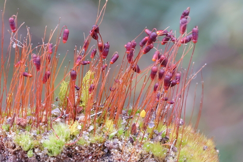 Gemmabryum coronatum observed 2025-10-15