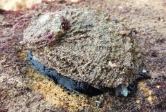 Haliotis scalaris emmae