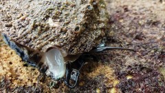 Haliotis scalaris emmae