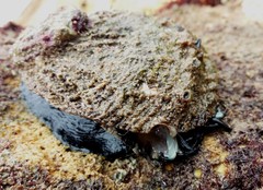 Haliotis scalaris emmae