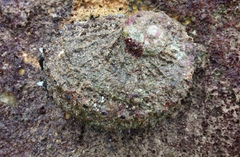 Haliotis scalaris emmae