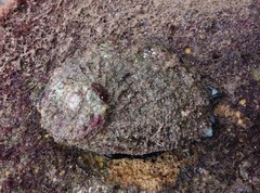 Haliotis scalaris emmae