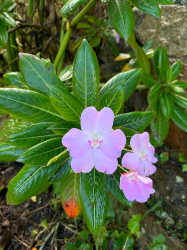 Impatiens sodenii