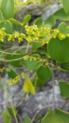 Dioscorea heteropoda image