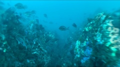 Caesioperca lepidoptera